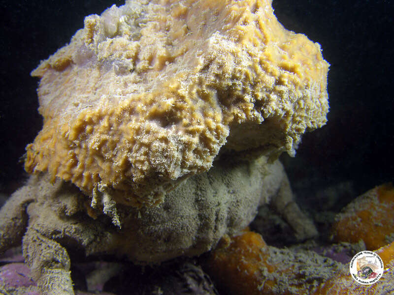 Image of Linnaeus's sponge crab