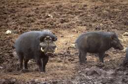 Image of Giant Forest Hogs