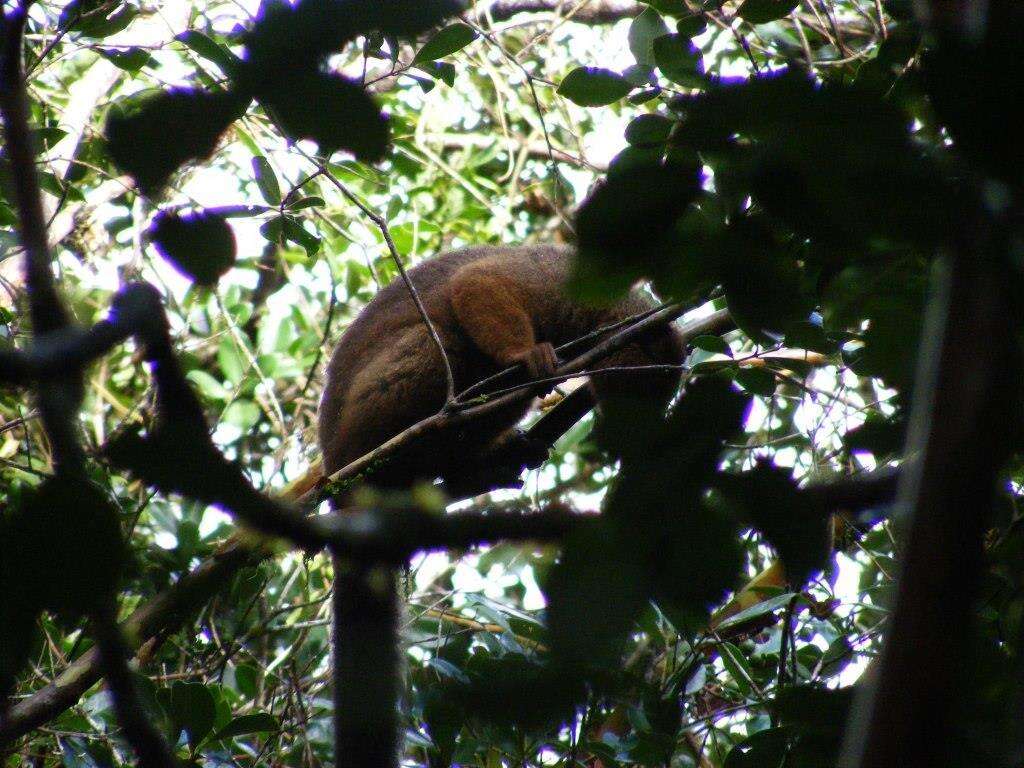 Image of Red-bellied Lemur