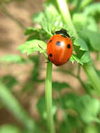 Image of lady beetles