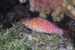 Image of Coral Hawkfish