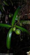 Image of Podocarpus madagascariensis Baker