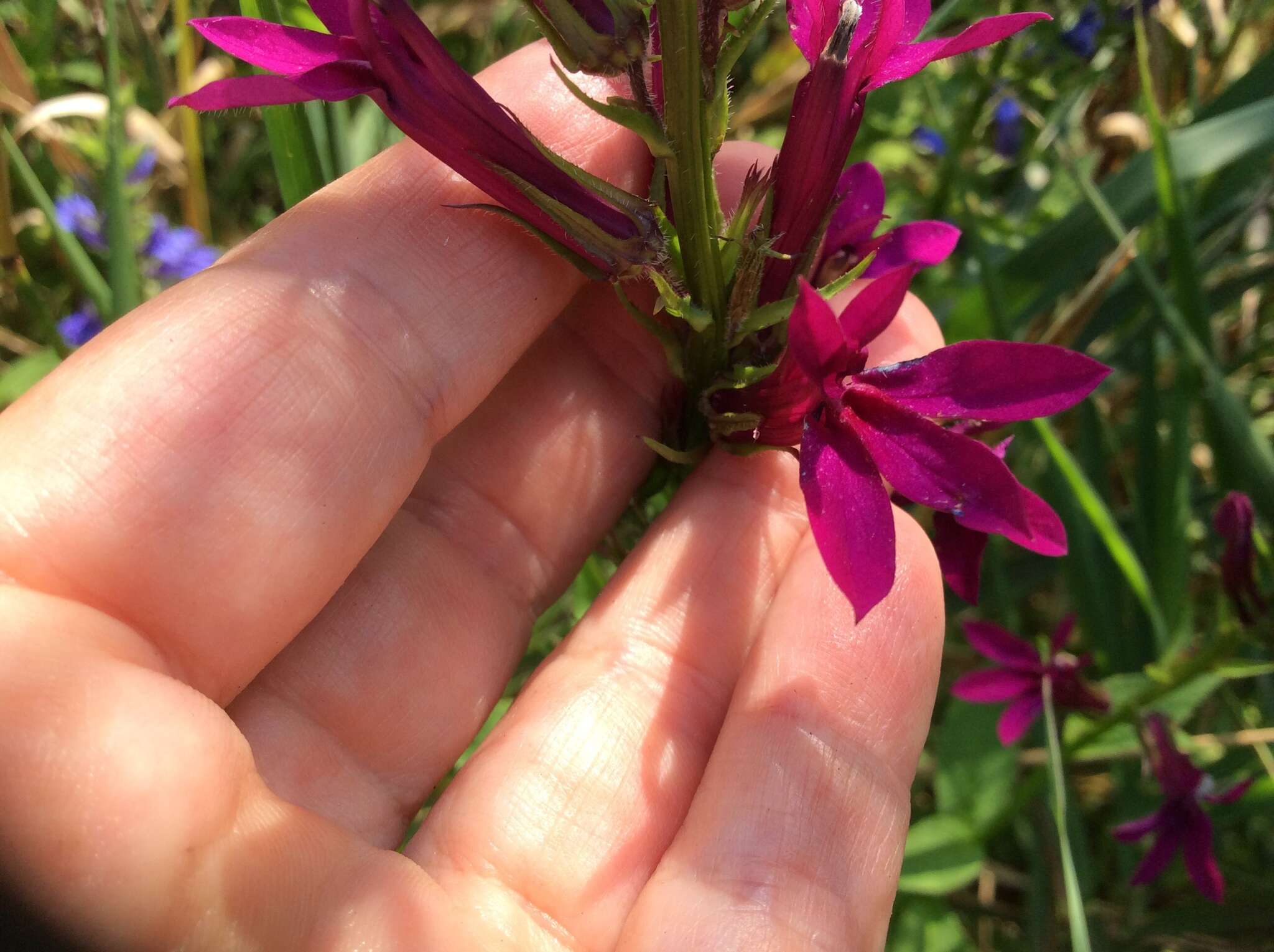 صورة Lobelia speciosa Sweet