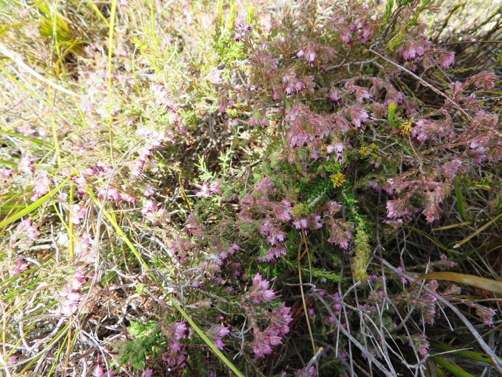 Image of Erica filiformis var. longibracteata H. Bol.