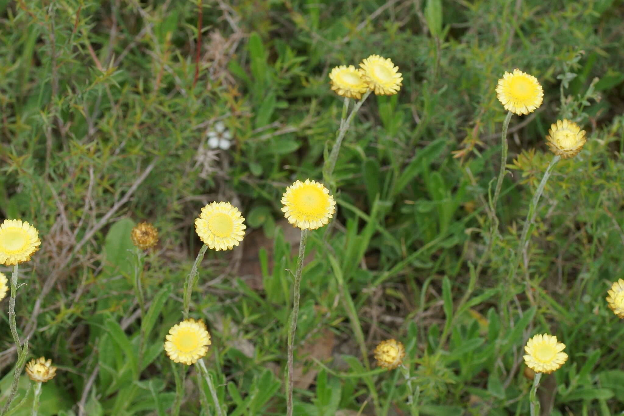 Plancia ëd Coronidium scorpioides (Labill.) Paul G. Wilson