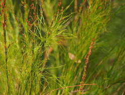 Слика од Baloskion tetraphyllum (Labill.) B. G. Briggs & L. A. S. Johnson