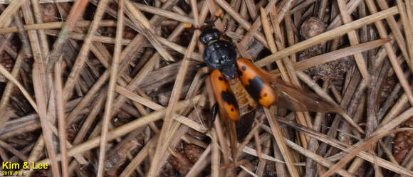 Imagem de Nicrophorus (Nicrophorus) quadripunctatus (Kraatz 1877)