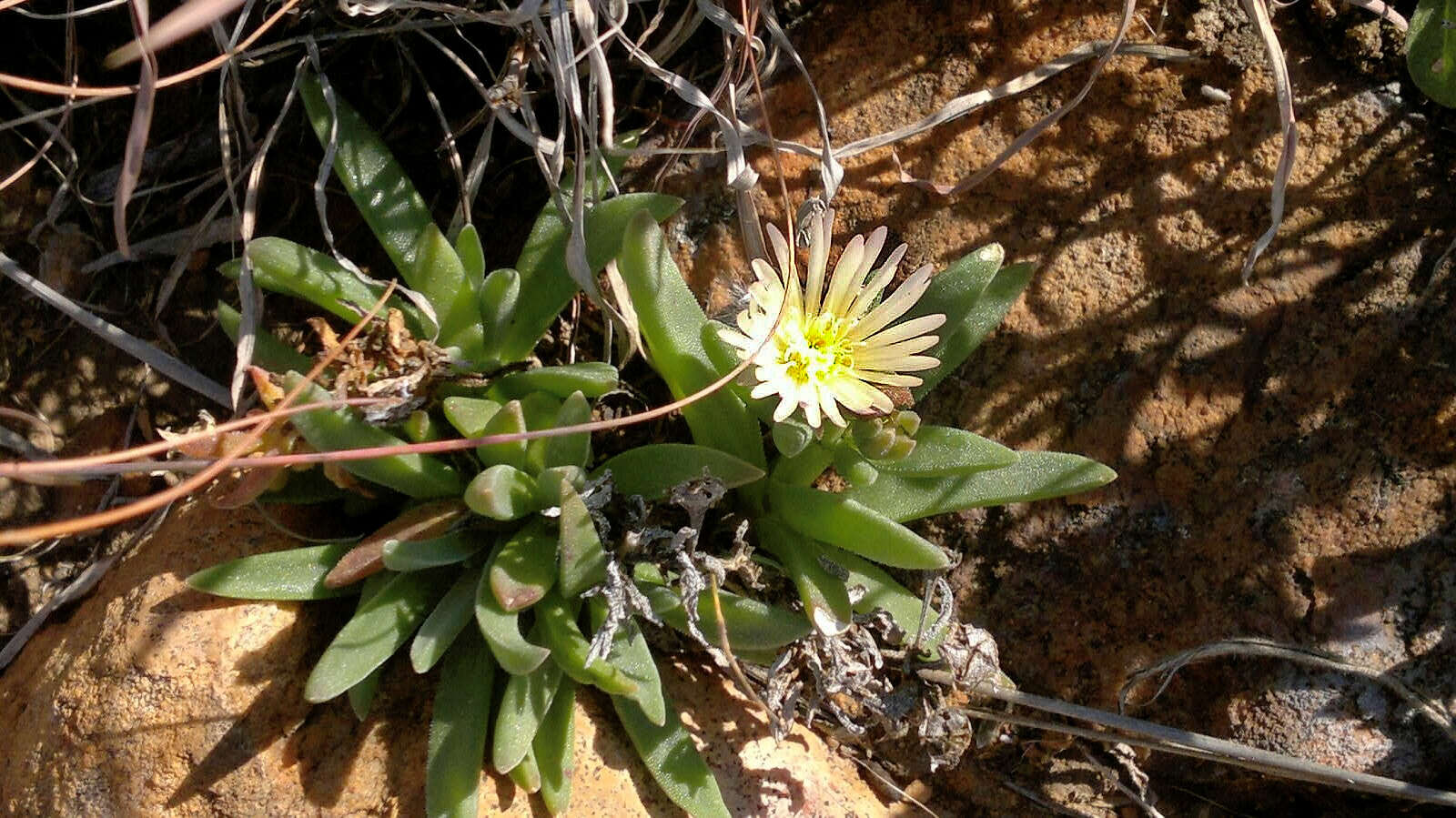 Imagem de Delosperma gautengense H. E. K. Hartmann