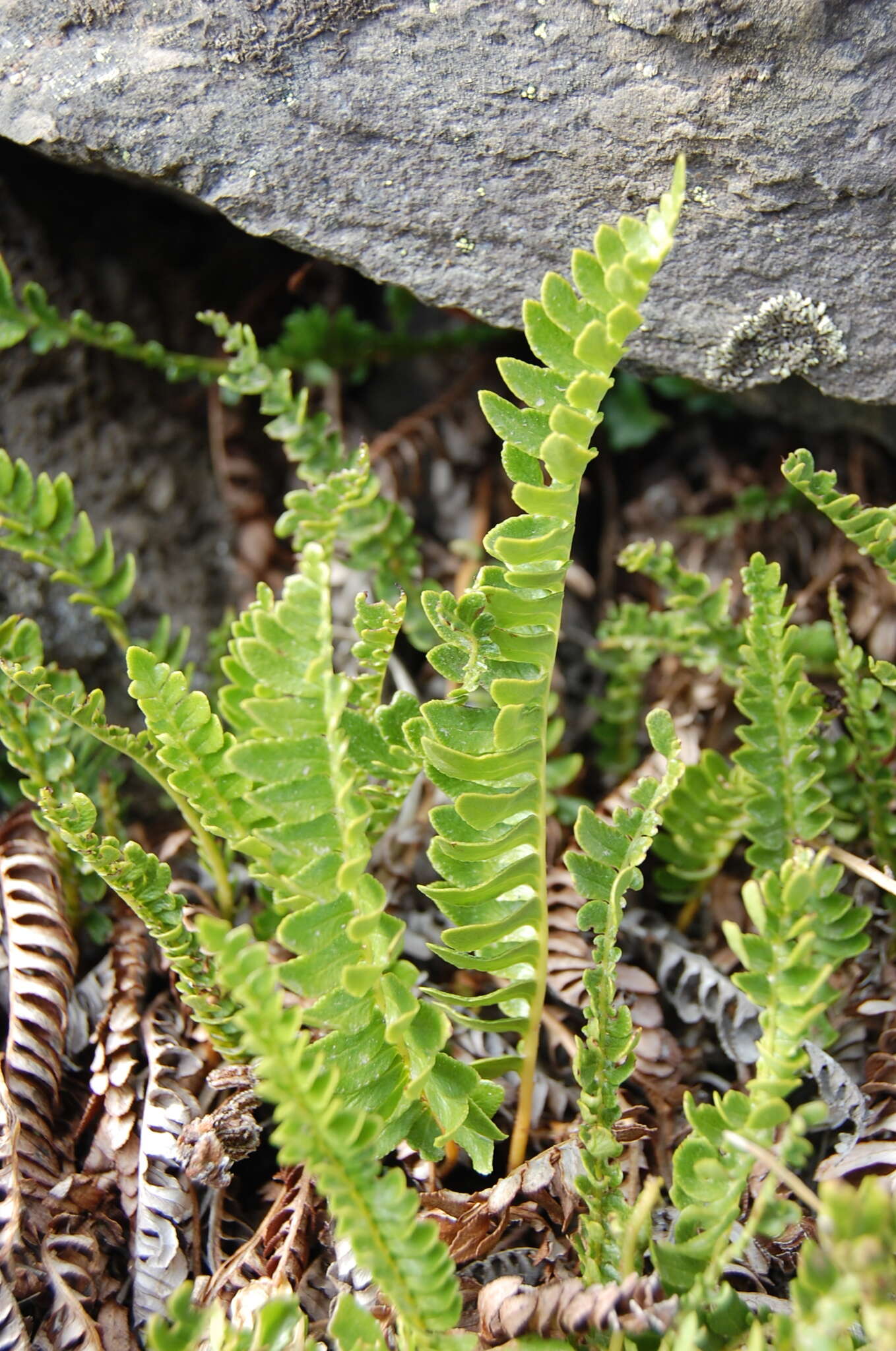 Image of Austroblechnum microphyllum (Goldm.) Gasper & V. A. O. Dittrich