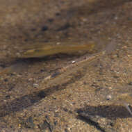 Image of Speckled killifish