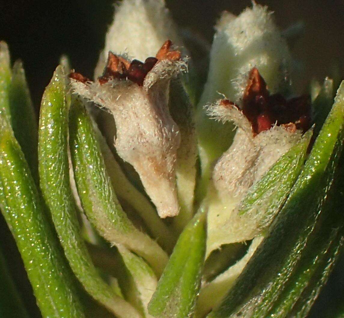 Слика од Phylica axillaris var. axillaris