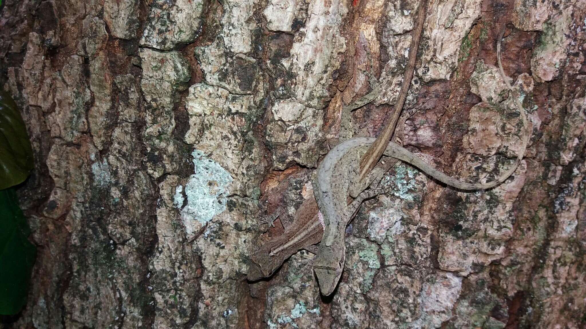 Image of Anolis tolimensis Werner 1916