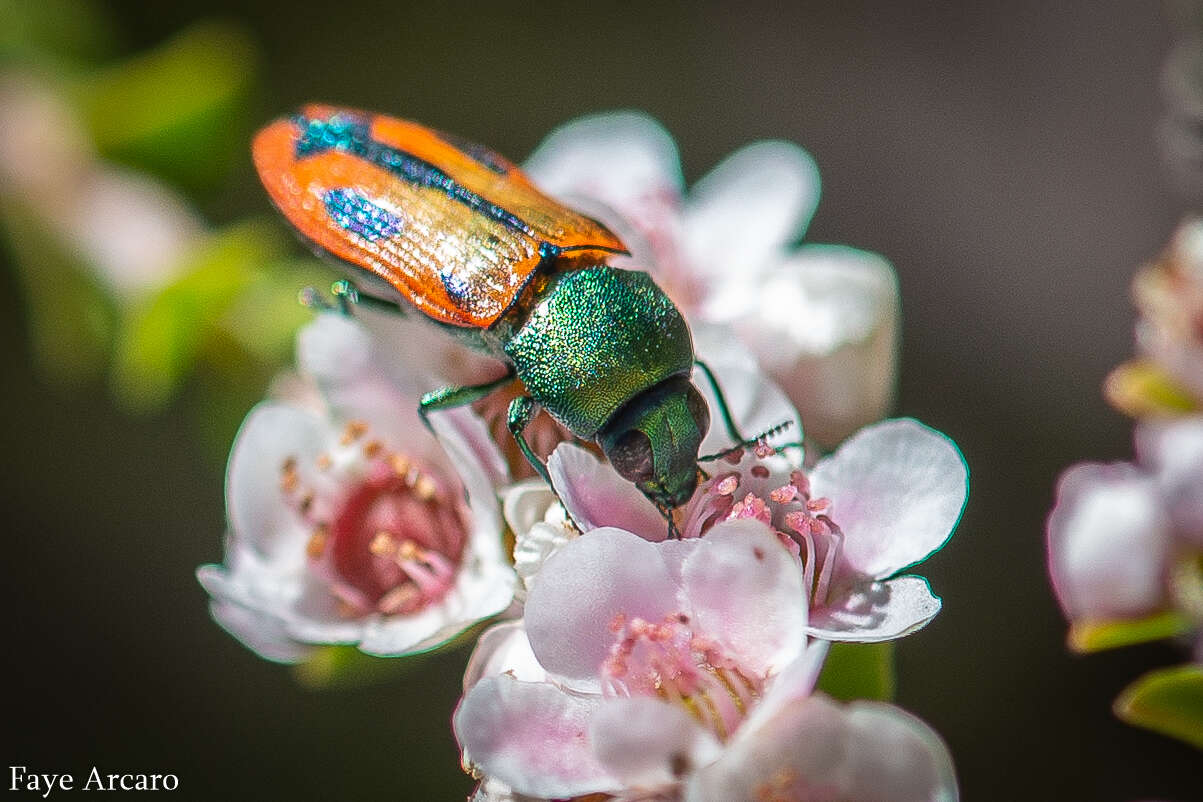 Image of Castiarina sanguinolenta (Gory & Laporte 1838)