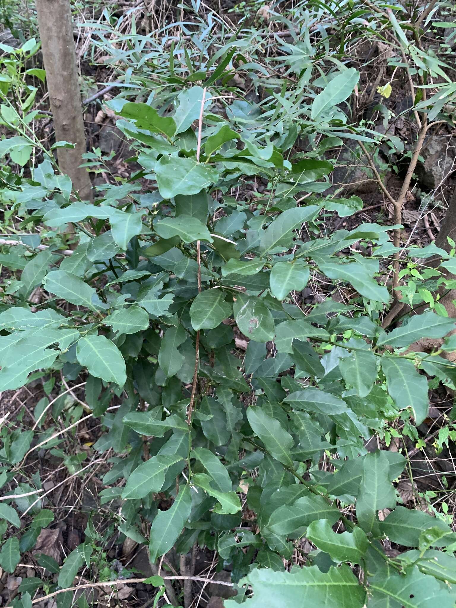 Слика од Capparis micracantha DC.