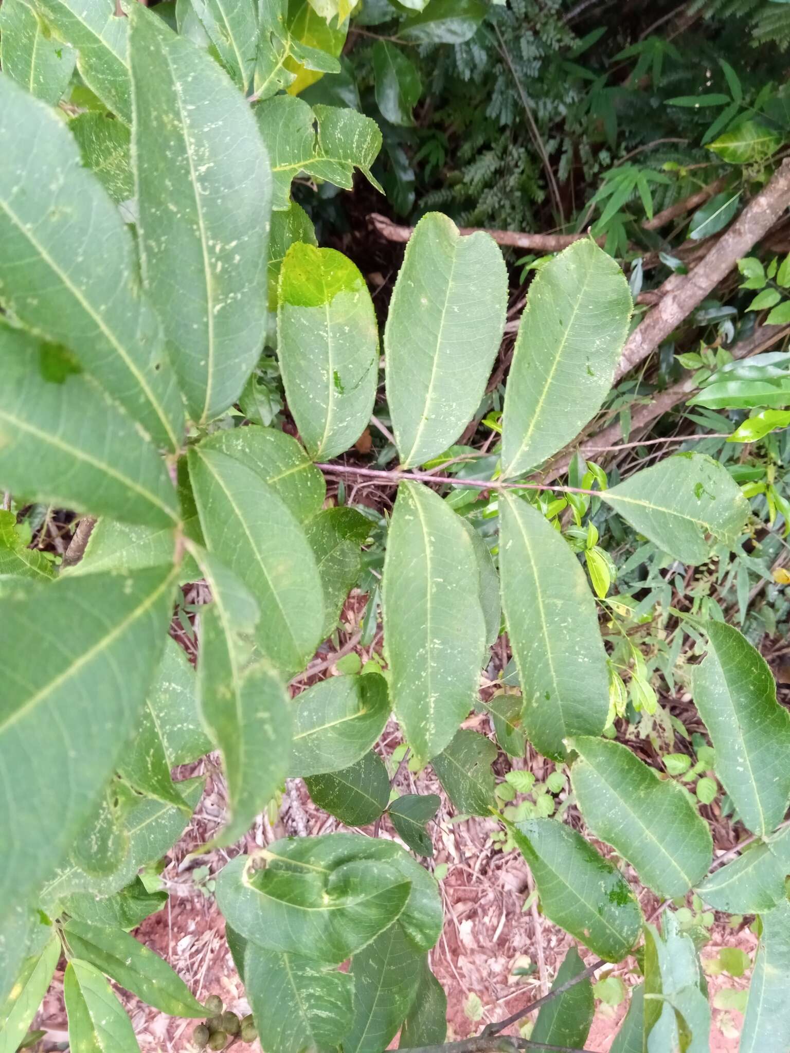 Sivun Commiphora pervilleana Engl. kuva