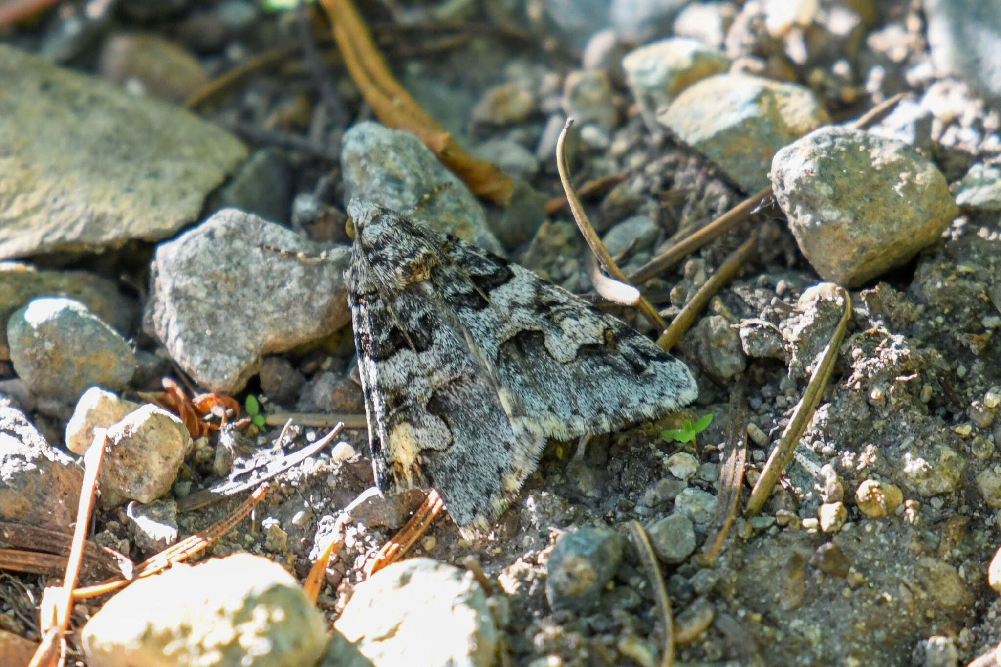 Image of <i>Drasteria sabulosa</i>