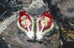 صورة Echinopsis formosa subsp. kieslingii (Rausch) M. Lowry