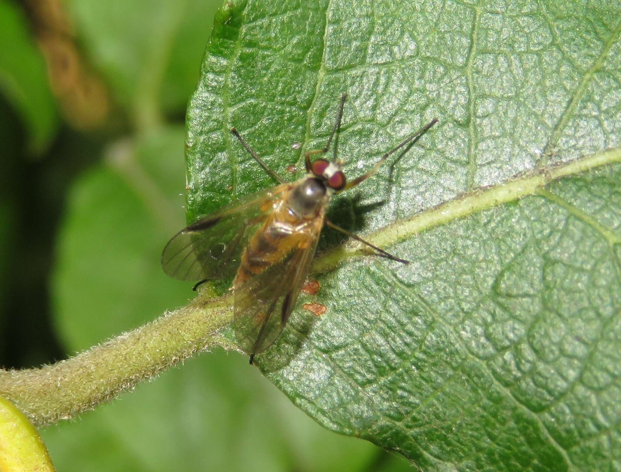 Image of Small Fleck-winged Snipe Fly