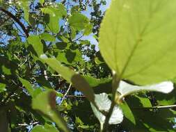 Image de Ceanothus arboreus Greene