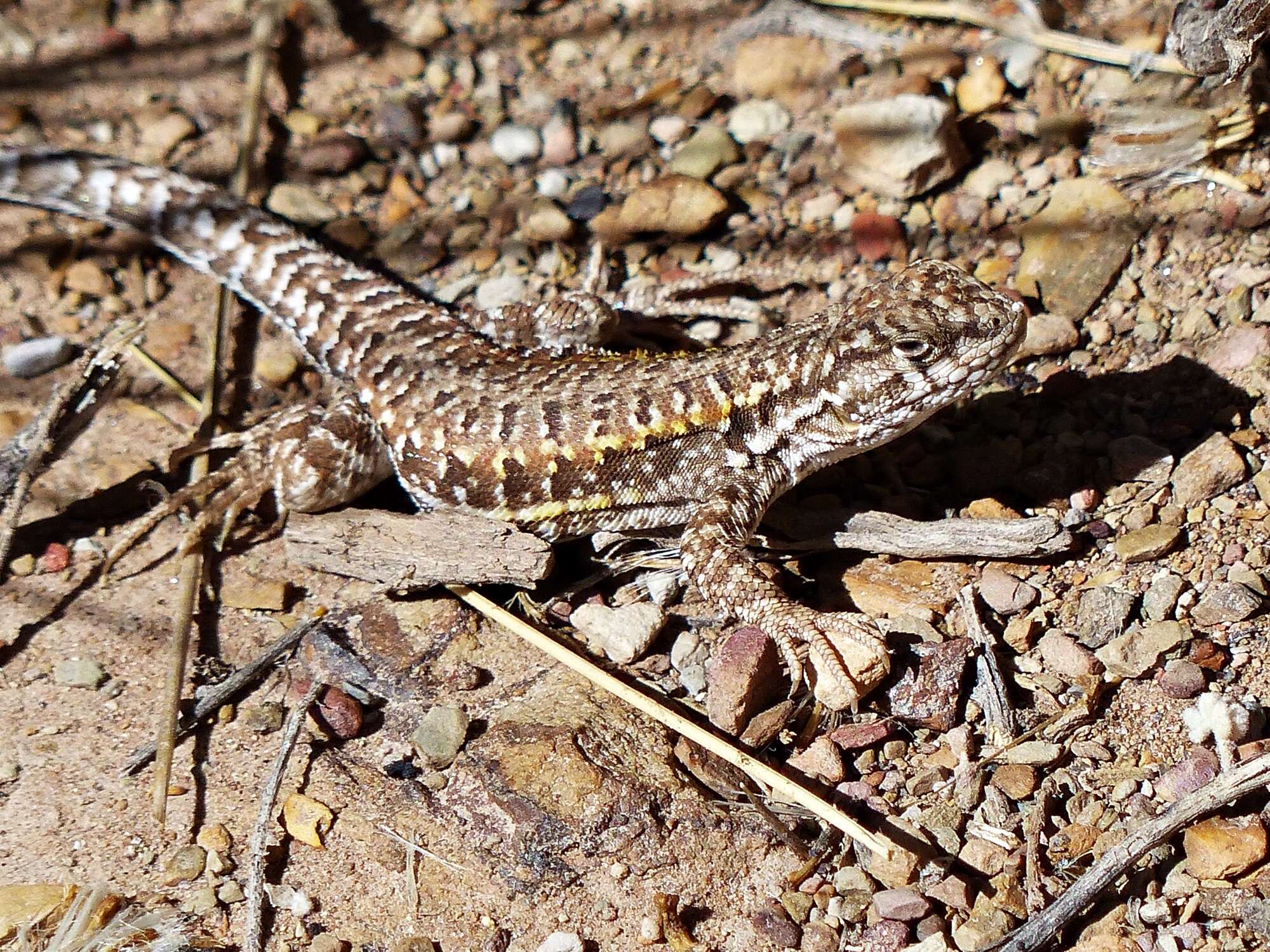 Image de Liolaemus ornatus Koslowsky 1898