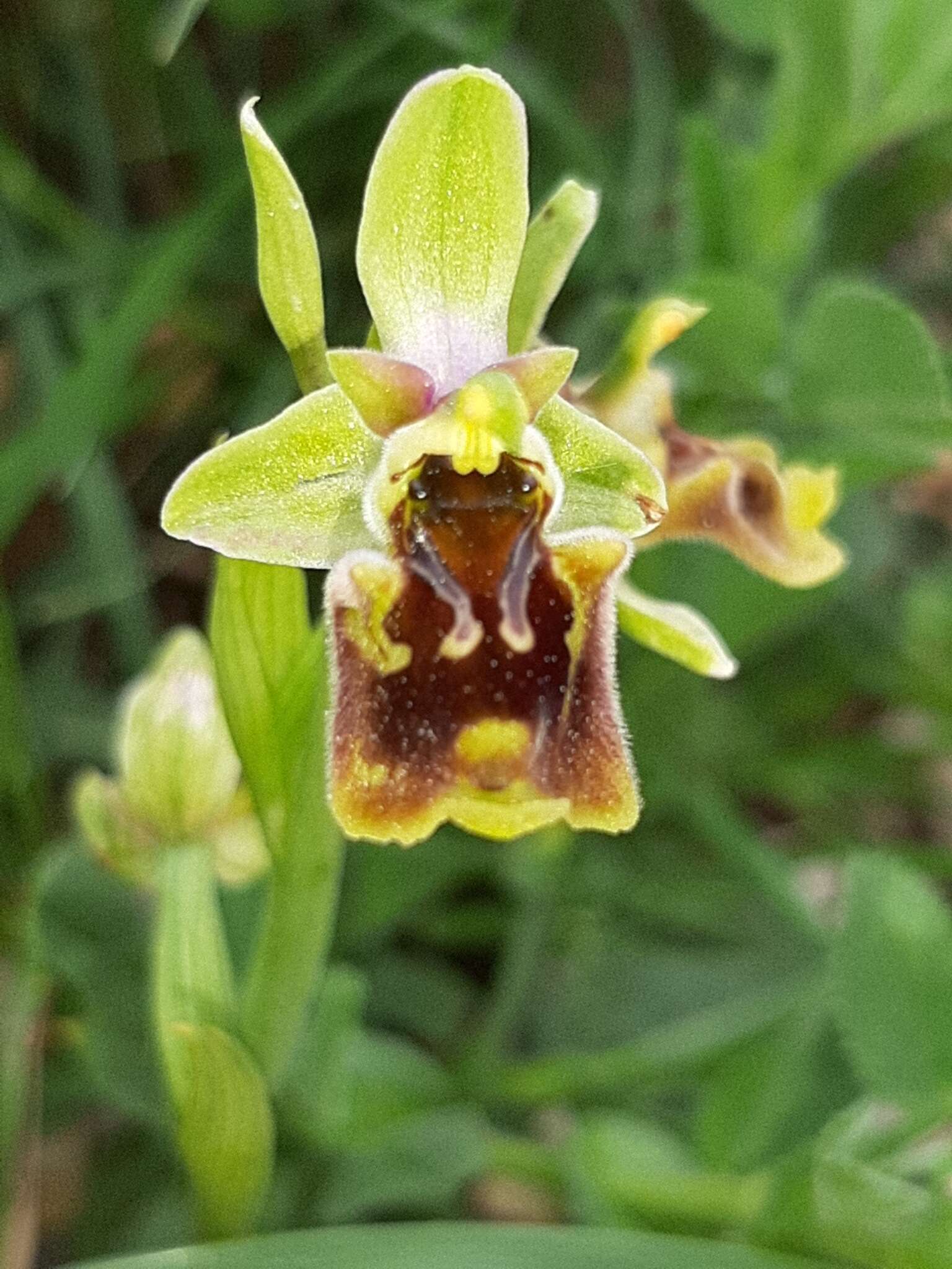 Image of Ophrys fuciflora subsp. bornmuelleri (M. Schulze) B. Willing & E. Willing