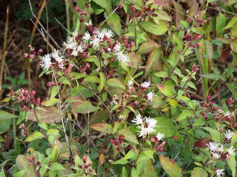 Chromolaena bigelovii (A. Gray) R. King & H. Rob. resmi