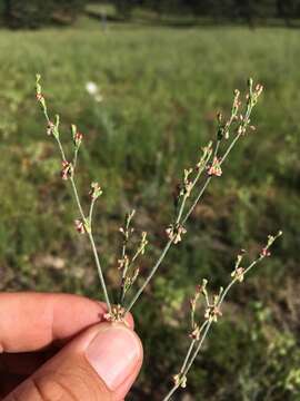 Imagem de Eriogonum polycladon Benth.