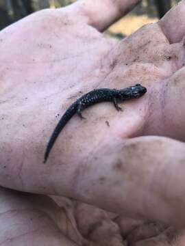 Image of Plethodon grobmani Allen & Neill 1949