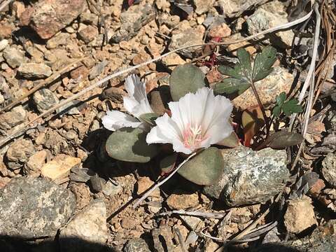 Image of Kellogg's lewisia