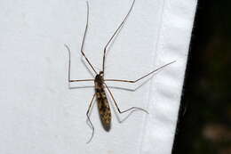 Image of <i>Limonia cinctipes</i>