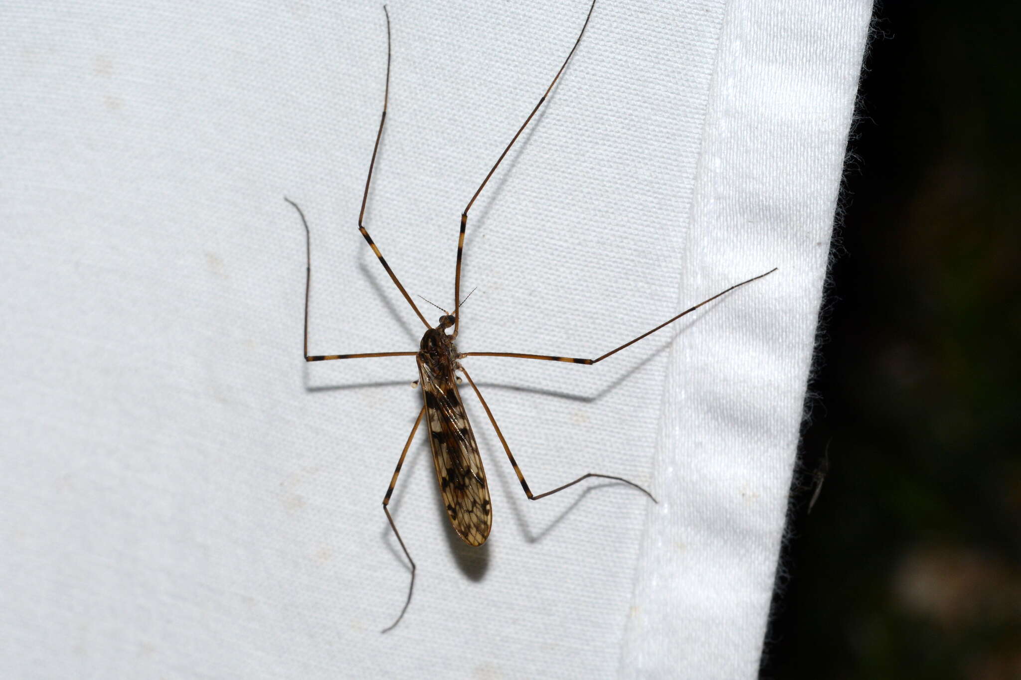 Image of <i>Limonia cinctipes</i>