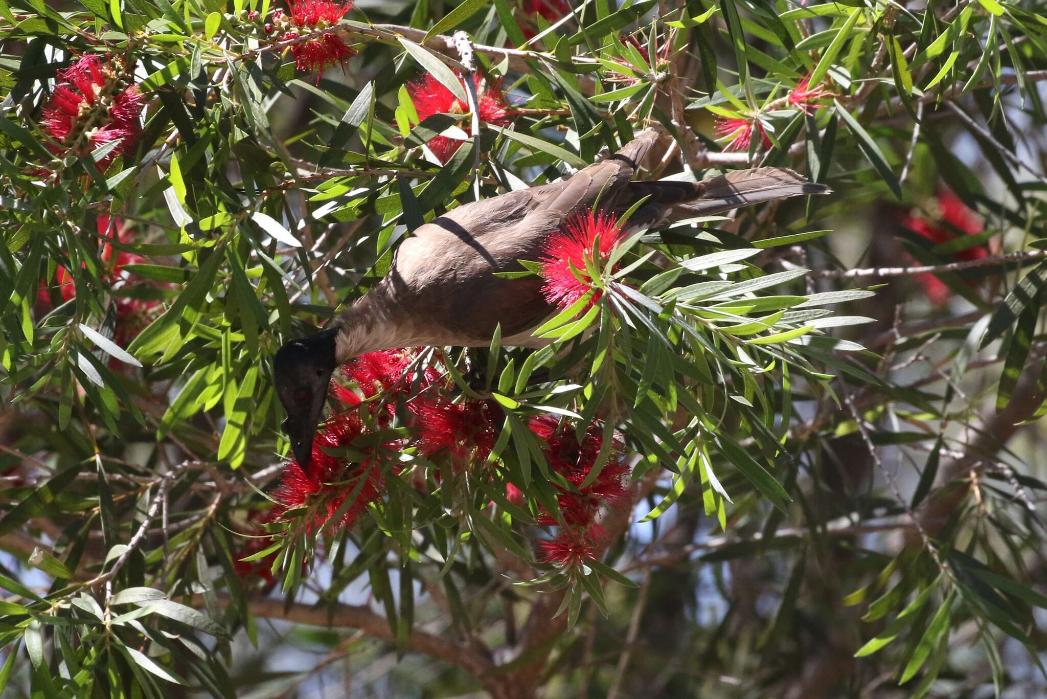 Image of Noisy Friarbird