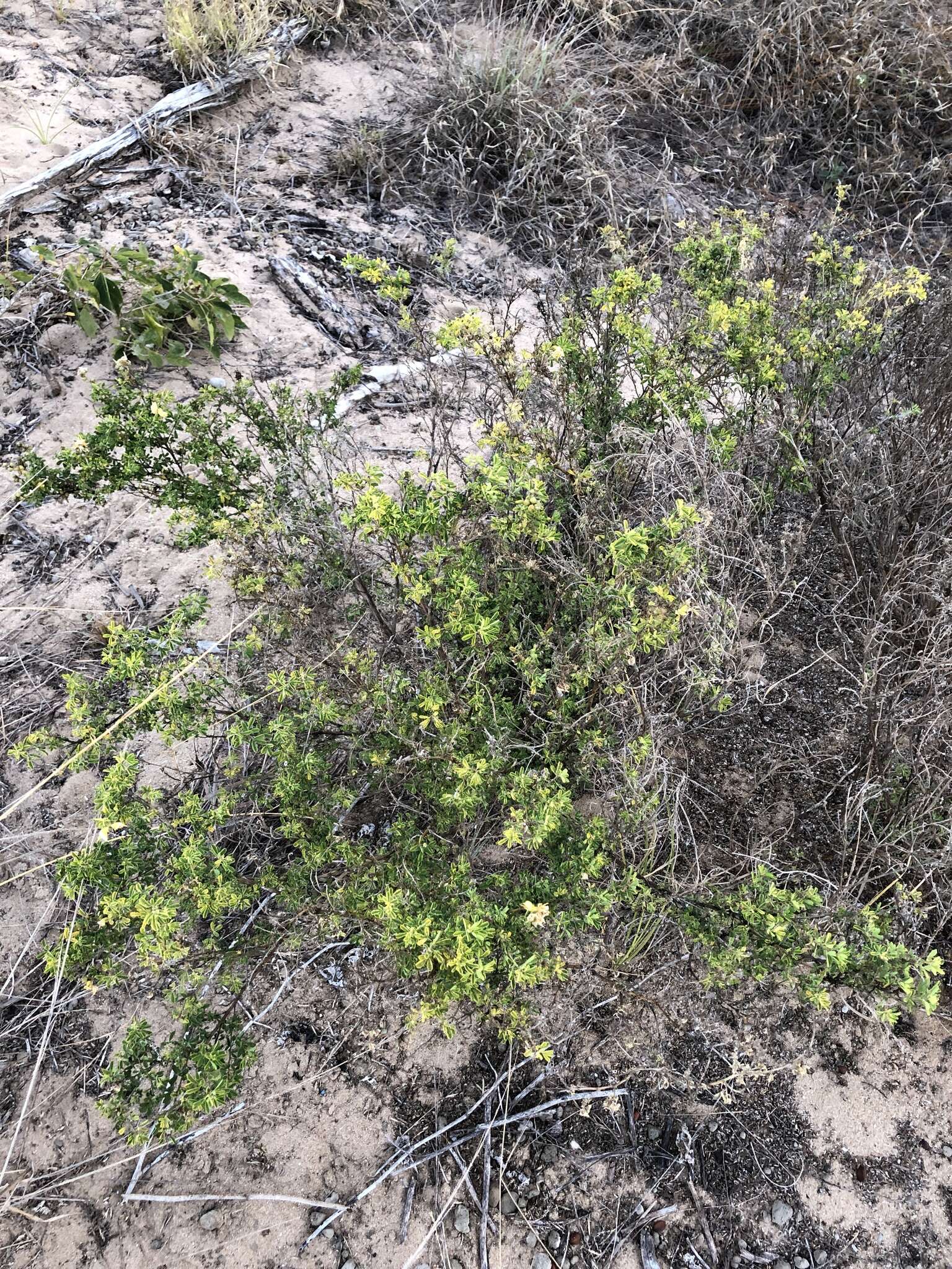 Imagem de Crotalaria medicaginea Lam.