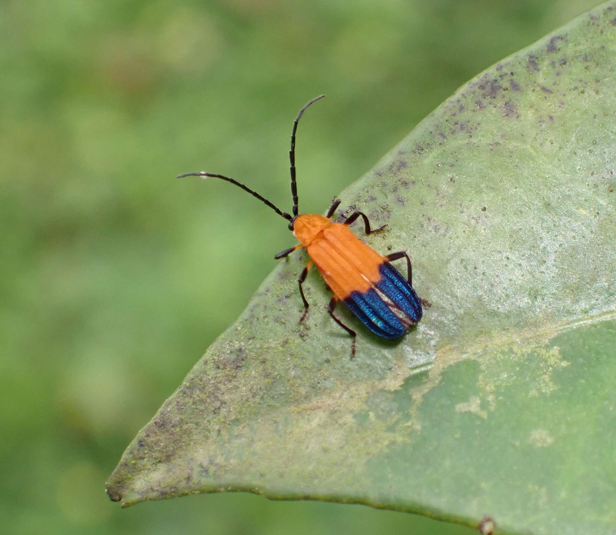 Sivun <i>Thonalmus bicolor</i> (Linnaeus 1763) kuva