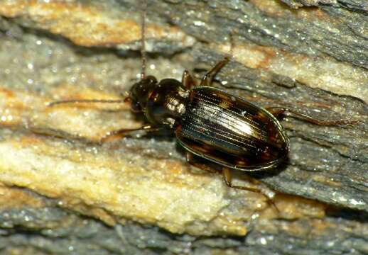 Image of Bembidion (Notaphus) brullei Gemminger & Harold 1868