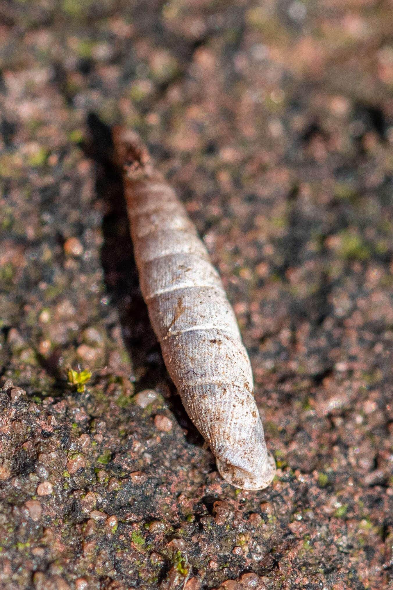 Image of two-toothed door snail