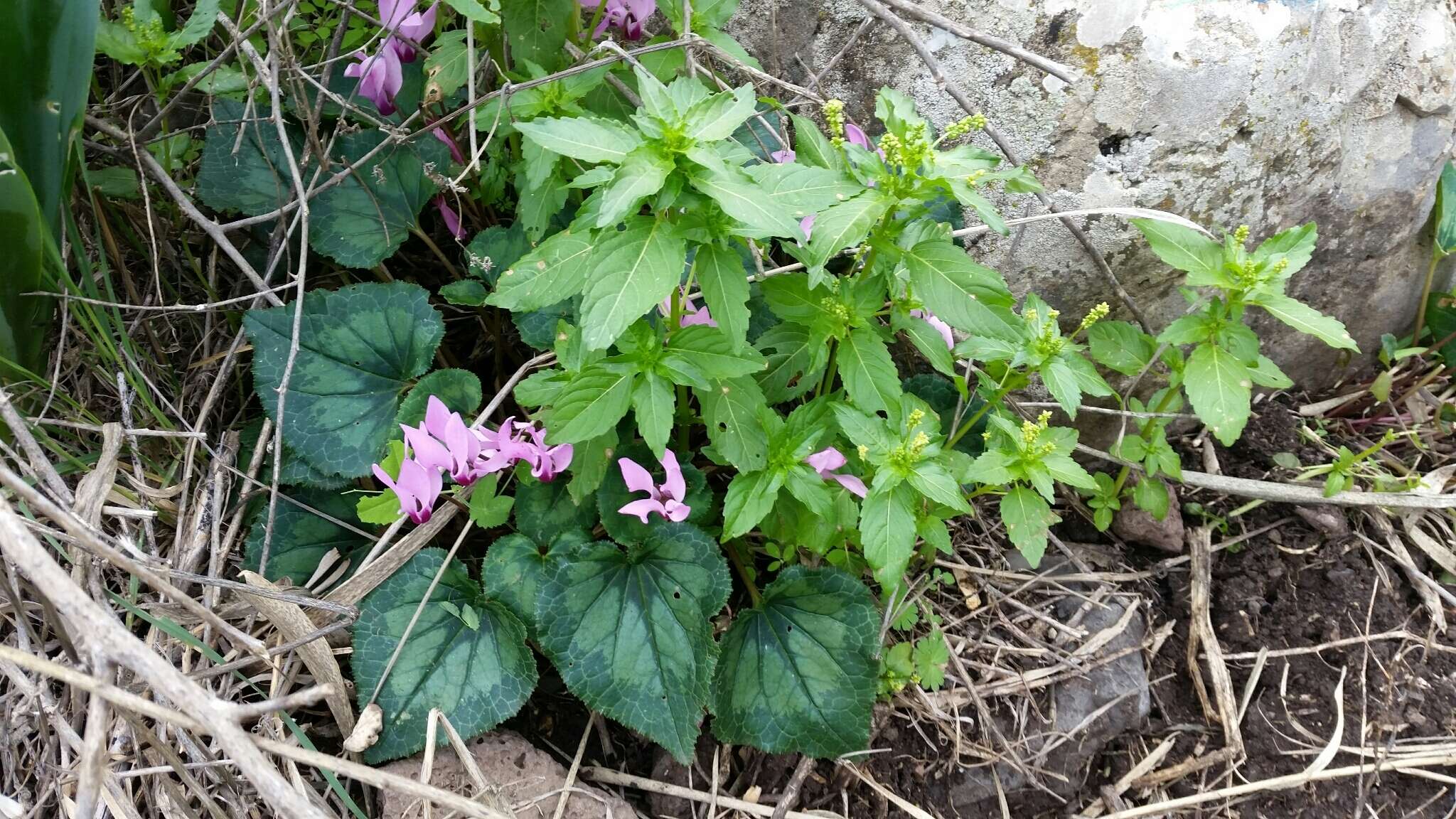 Imagem de Cyclamen persicum Miller