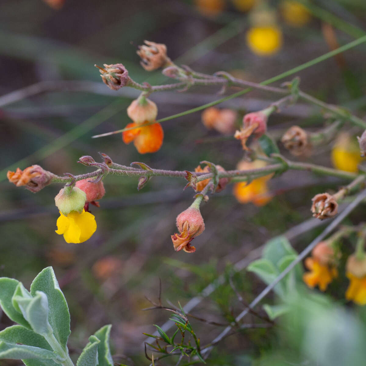 Image of Hermannia multiflora Jacq.