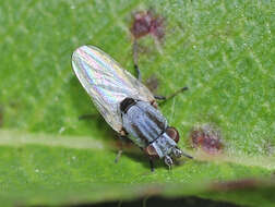 صورة Leucopis bellula Williston 1889