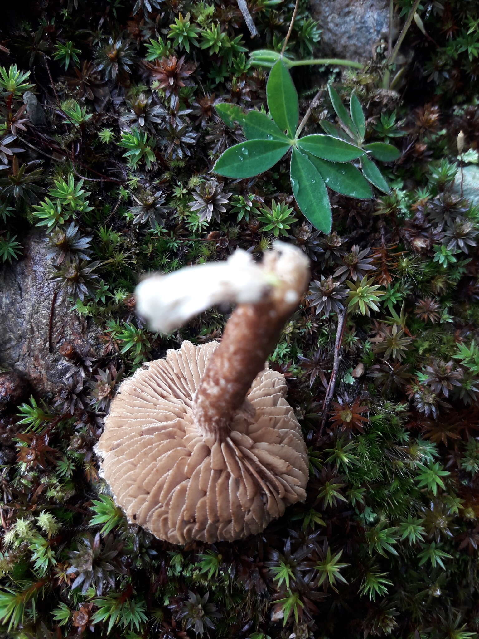 Image of Inocybe hystrix (Fr.) P. Karst. 1879