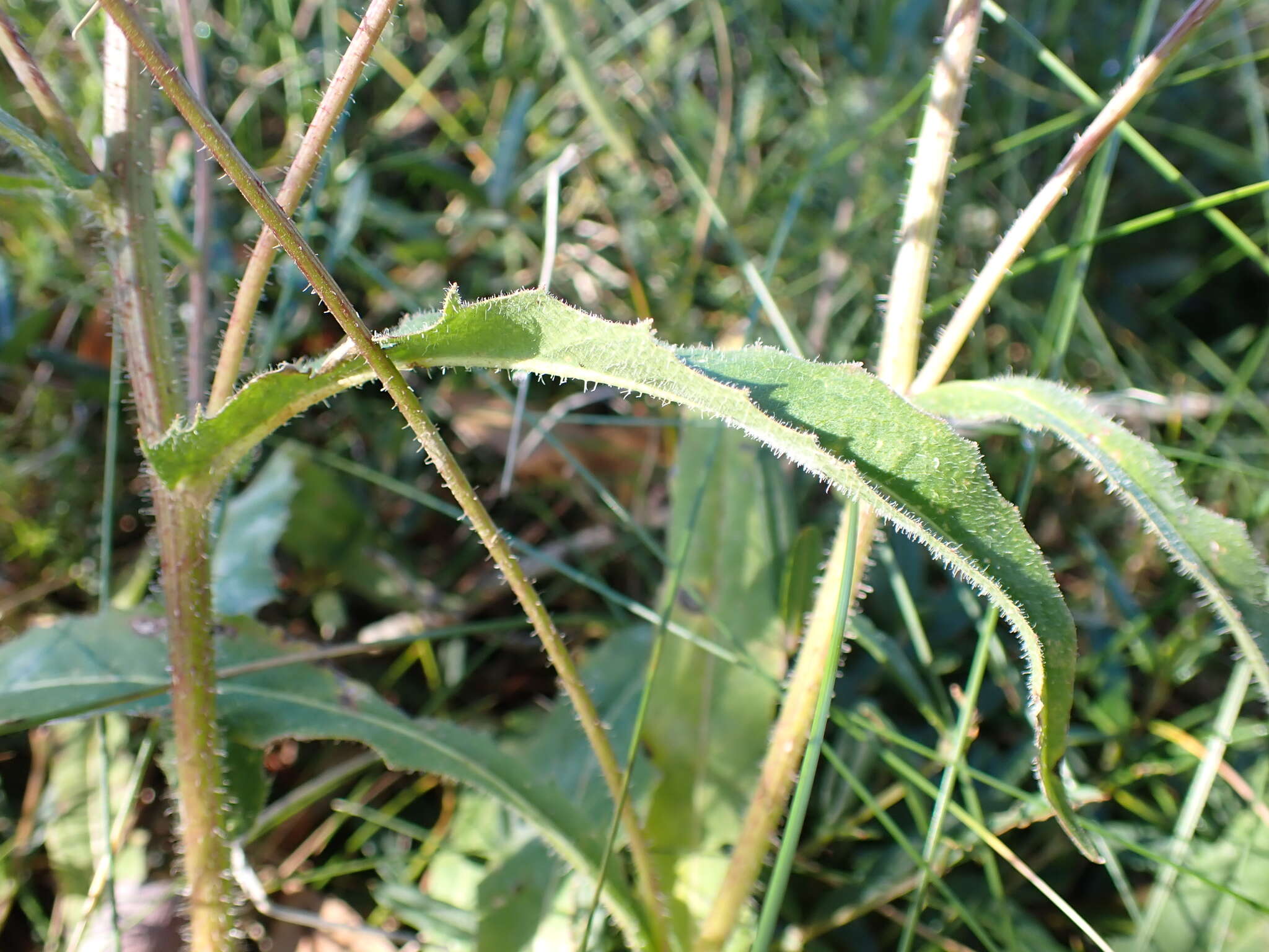 Image of Picris angustifolia subsp. merxmuelleri H. W. Lack & S. Holzapfel