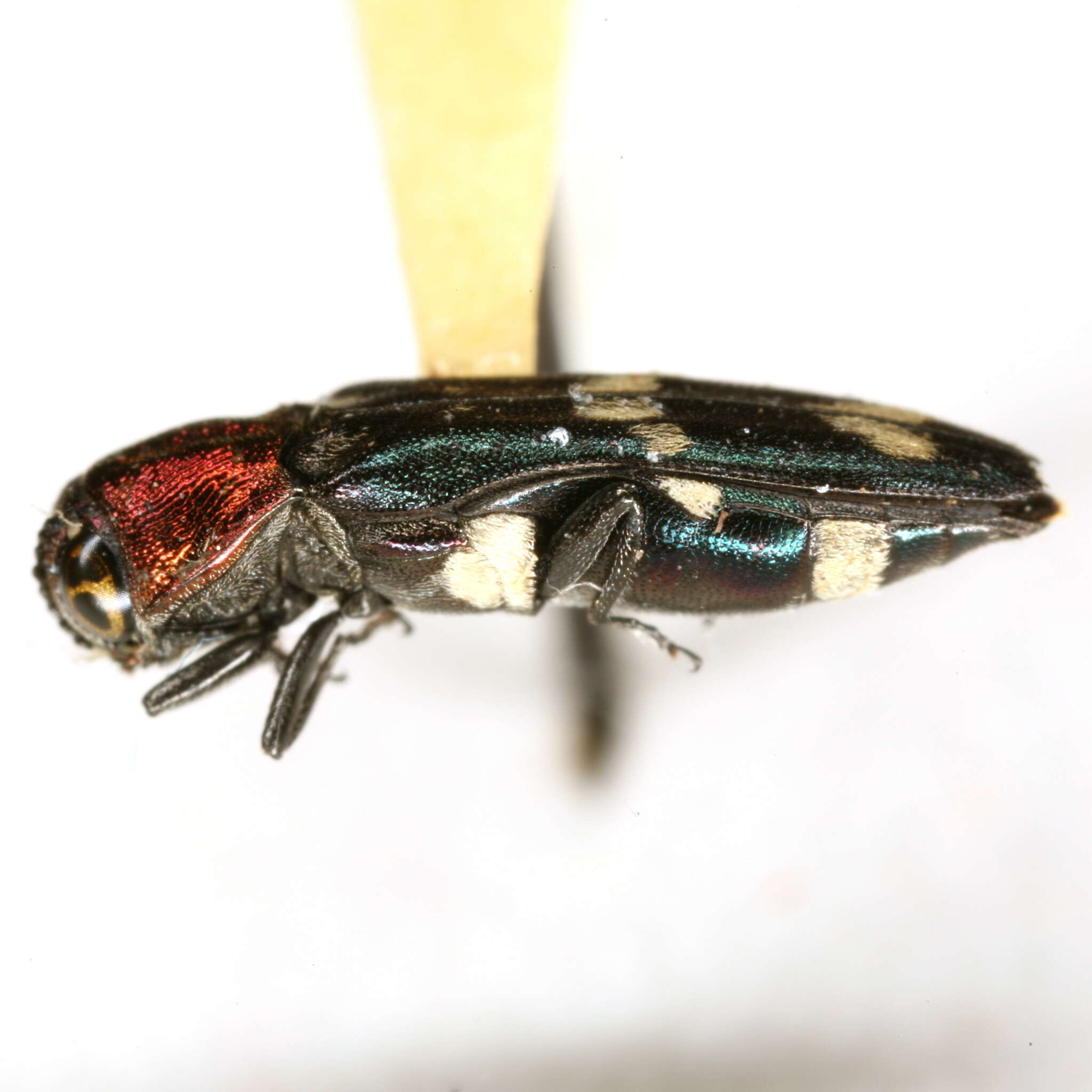 Image of Agrilus toxotes Obenberger 1935