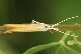 Image of Coleophora vibicella