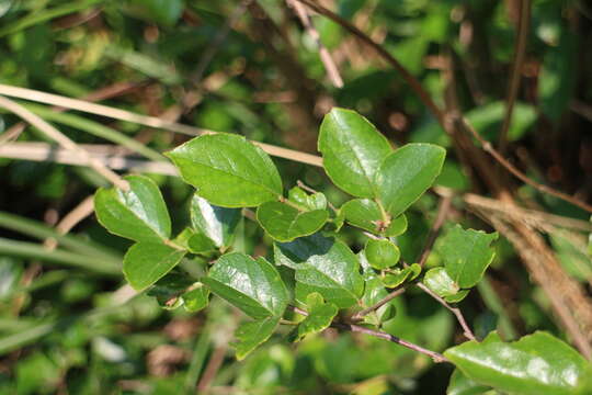 Image of Styrax faberi Perkins