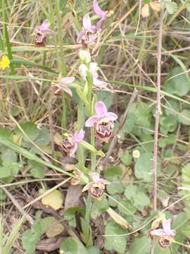 Image of Ophrys fuciflora subsp. candica E. Nelson ex Soó