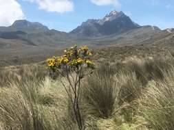 Imagem de Hypericum laricifolium Juss.