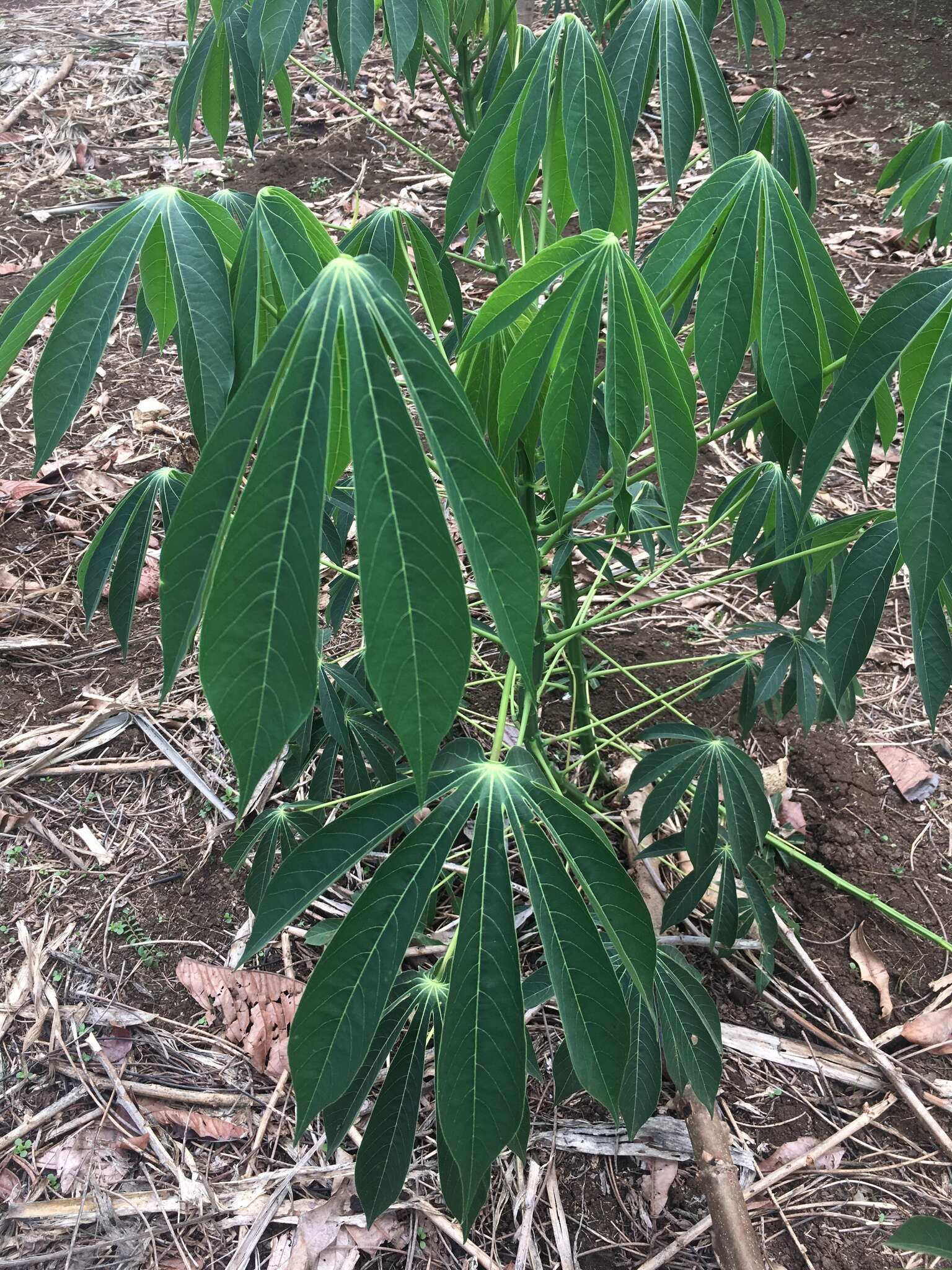 Image of cassava