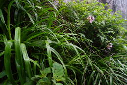 Image of Pink Agapanthus