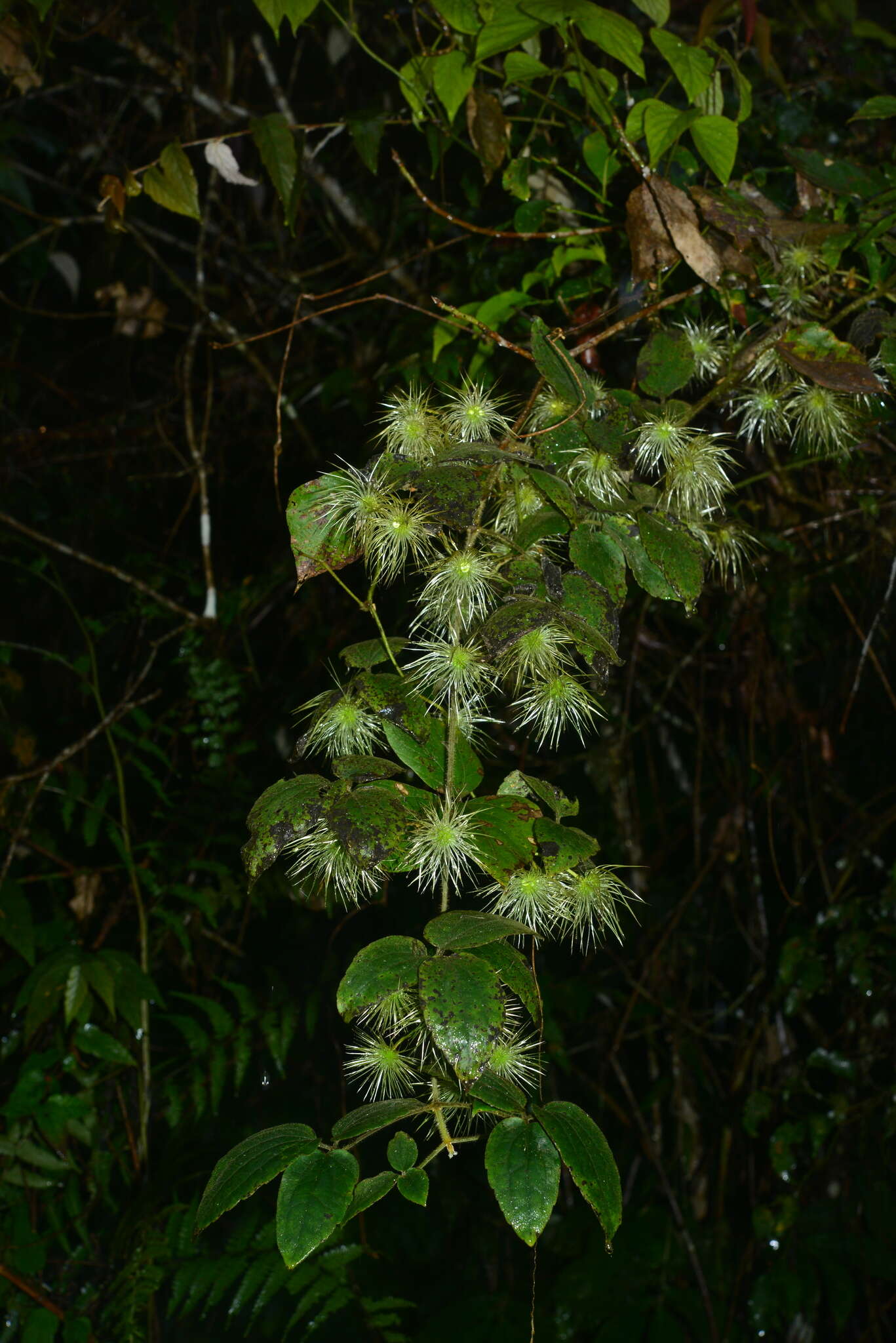 Слика од Clematis leschenaultiana DC.