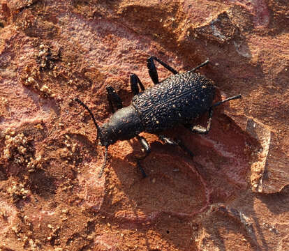 Image of Roughened Darkling Beetle